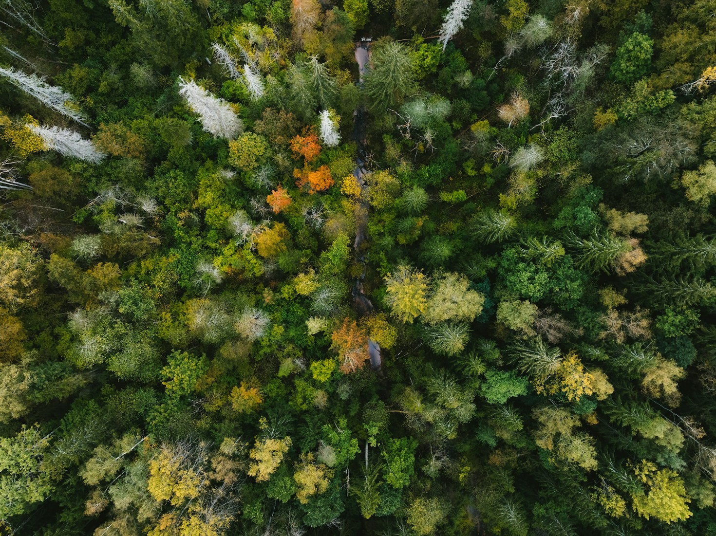 A biodiversidade escondida entre os edifícios
